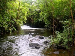 Spring Creek Forest Preserve Trail