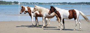 Chincoteague and Assateague Island