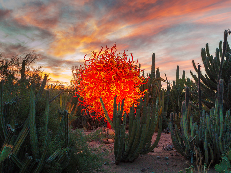 Desert Botanical Garden