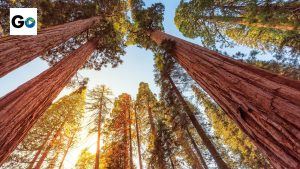 Sequoia and Kings Canyon National Park