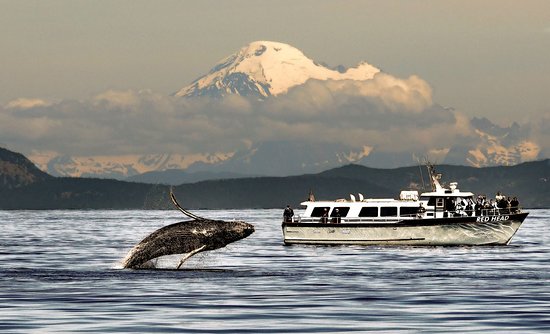 Puget Sound Express Tour- Seattle Whale Watching Tours