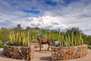 Tohono Chul Gardens