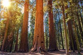 Trip to the Giant Sequoias and the Yosemite National Park