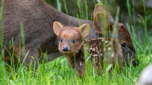 Woodland Park Zoo