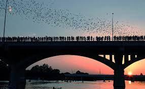 Bat Watching at the Congress Bridge 
