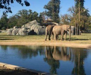 Fresno Chaffee Zoo