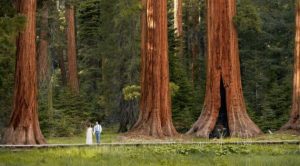 Sequoia National Park