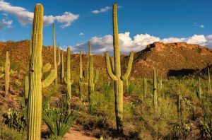 Saguaro National Park