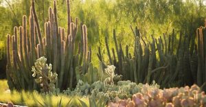 Desert Botanical Garden